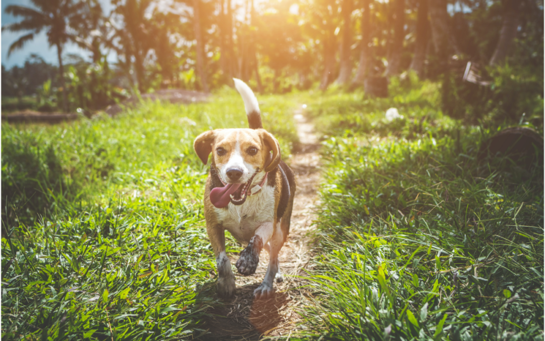 dog running outside in the mud