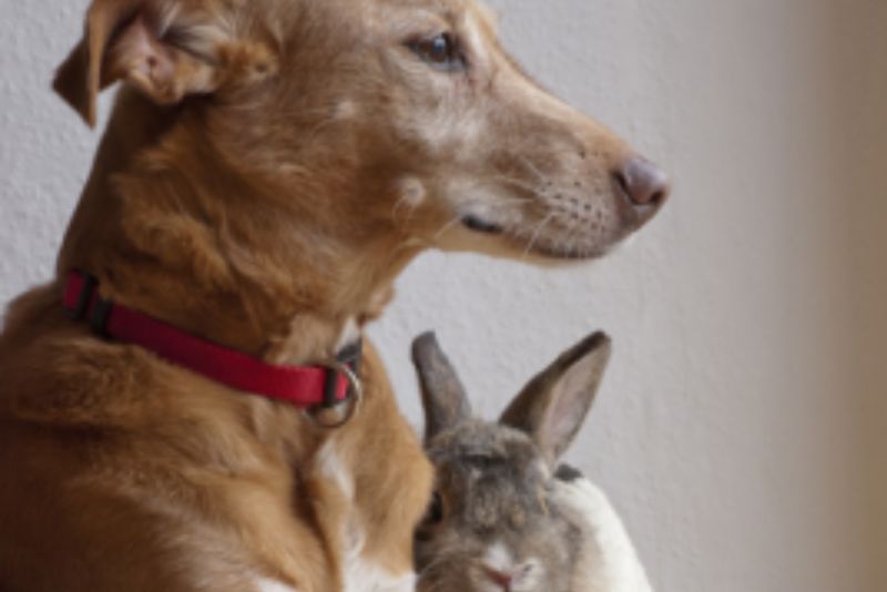 dog and rabbit