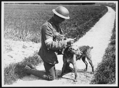 dog in the first world war