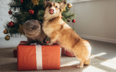 dog with a gift