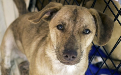 dog in shelter