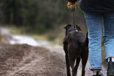 dog walking with his owner