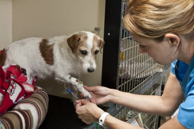 vet tech checking patient