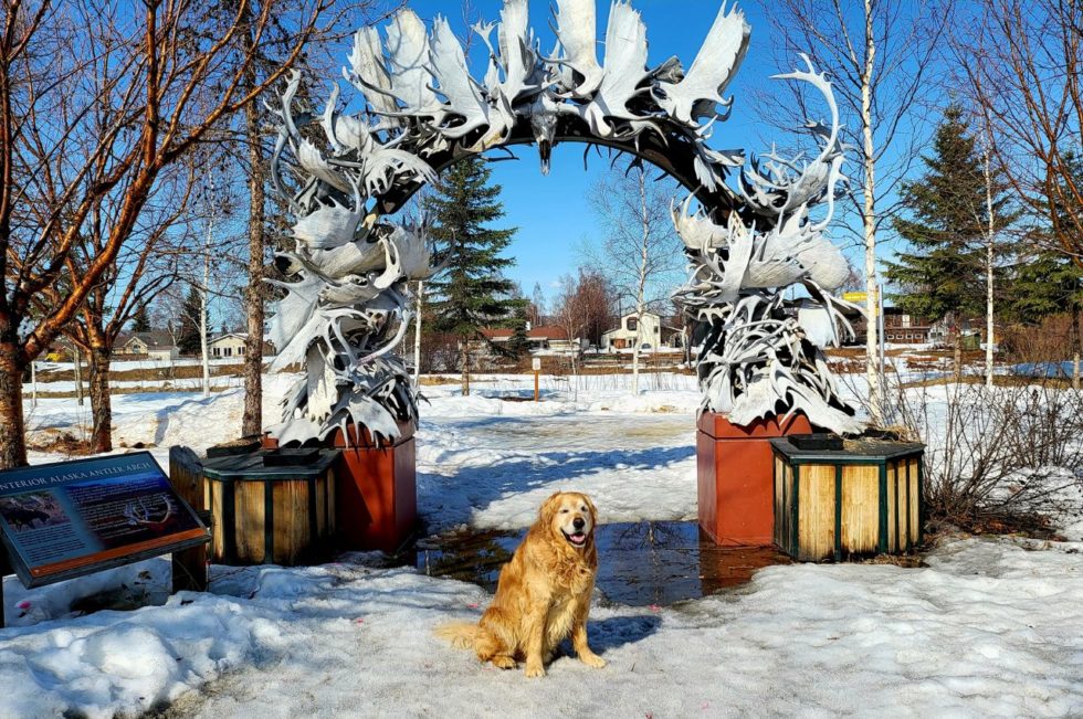 About Golden Heart Veterinary Services Vet In Fairbanks AK