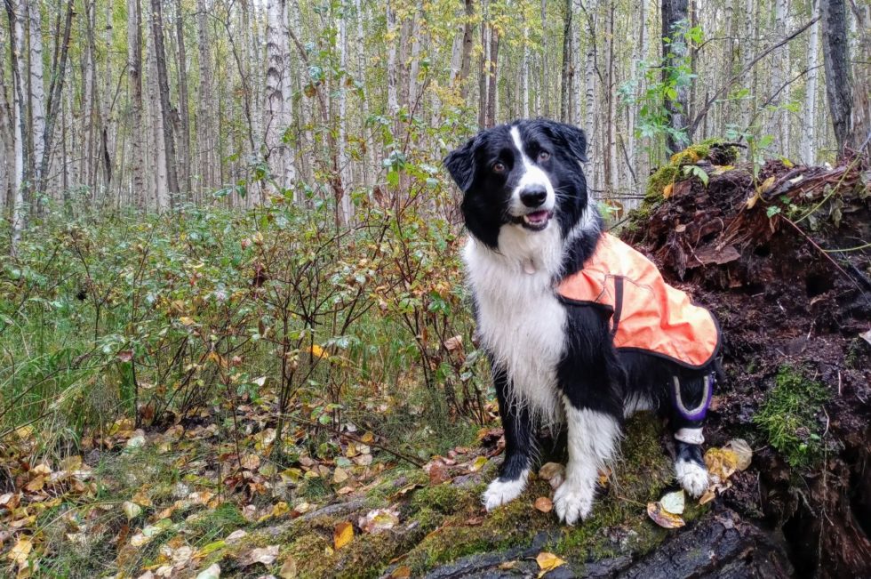 About Golden Heart Veterinary Services Vet In Fairbanks AK