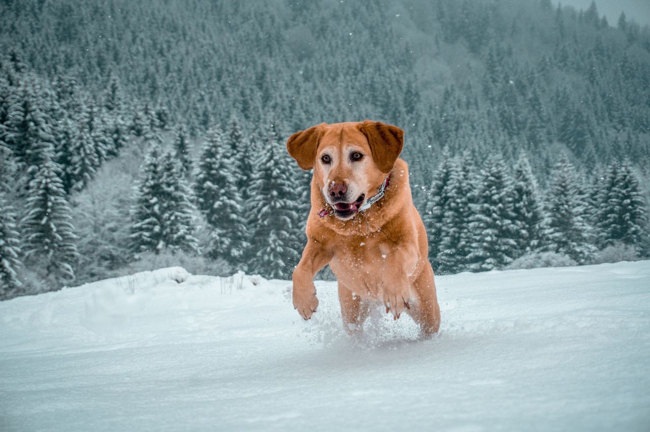 labrador retriever running in a snowy area surrounded by a lot of green fir trees