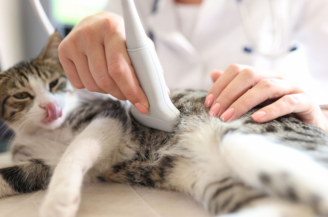 cat having ultrasound scan in vet office veterinary clinic veterinarian concept