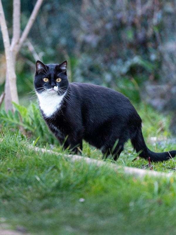 close up shot of a black cat in grass