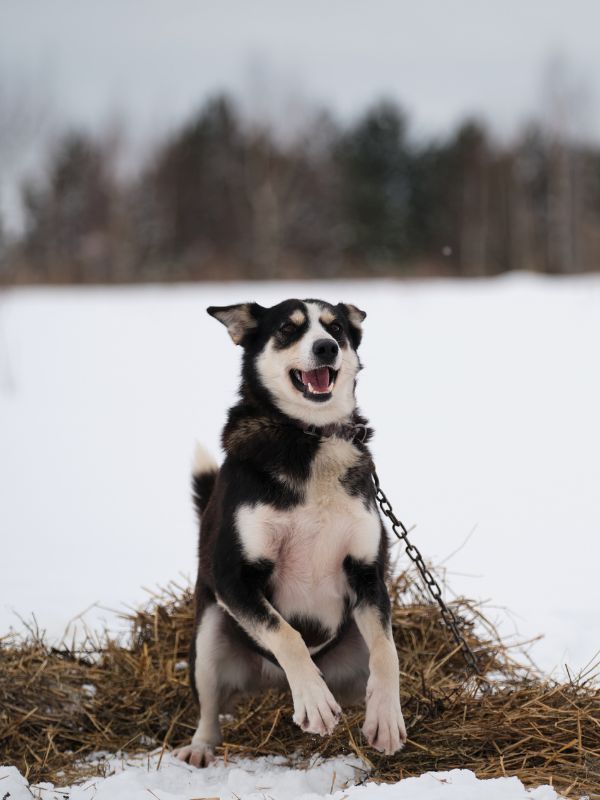 cheerful black and white dog smiles and has fun in winter in snow on chain before starting running